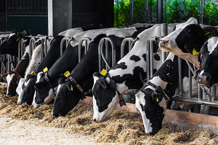 Production Animal Feeds