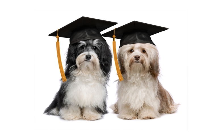 Behaviour and Training